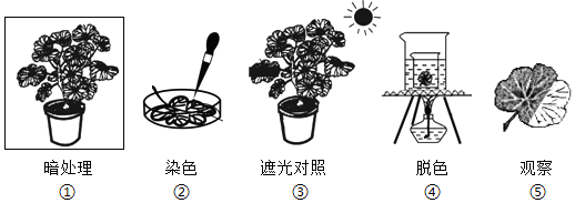 練習題及答案-江蘇初中生物七年級