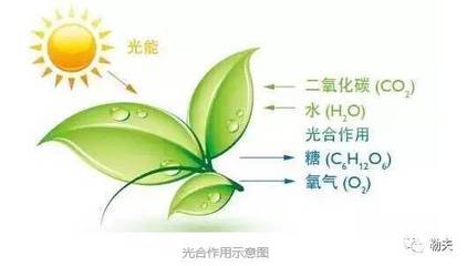 果樹的光合作用 自然奇跡的奇妙運作
