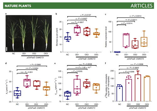 Li 6800應用案例 葉綠體中鎂的晝夜波動調控水稻光合作用